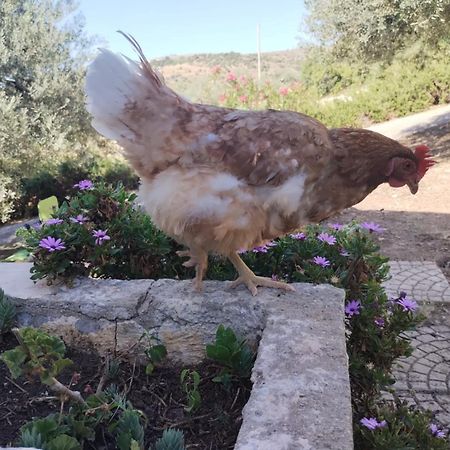 Ronnavona Casa Vacanze B&B Chiaramonte Gulfi Luaran gambar