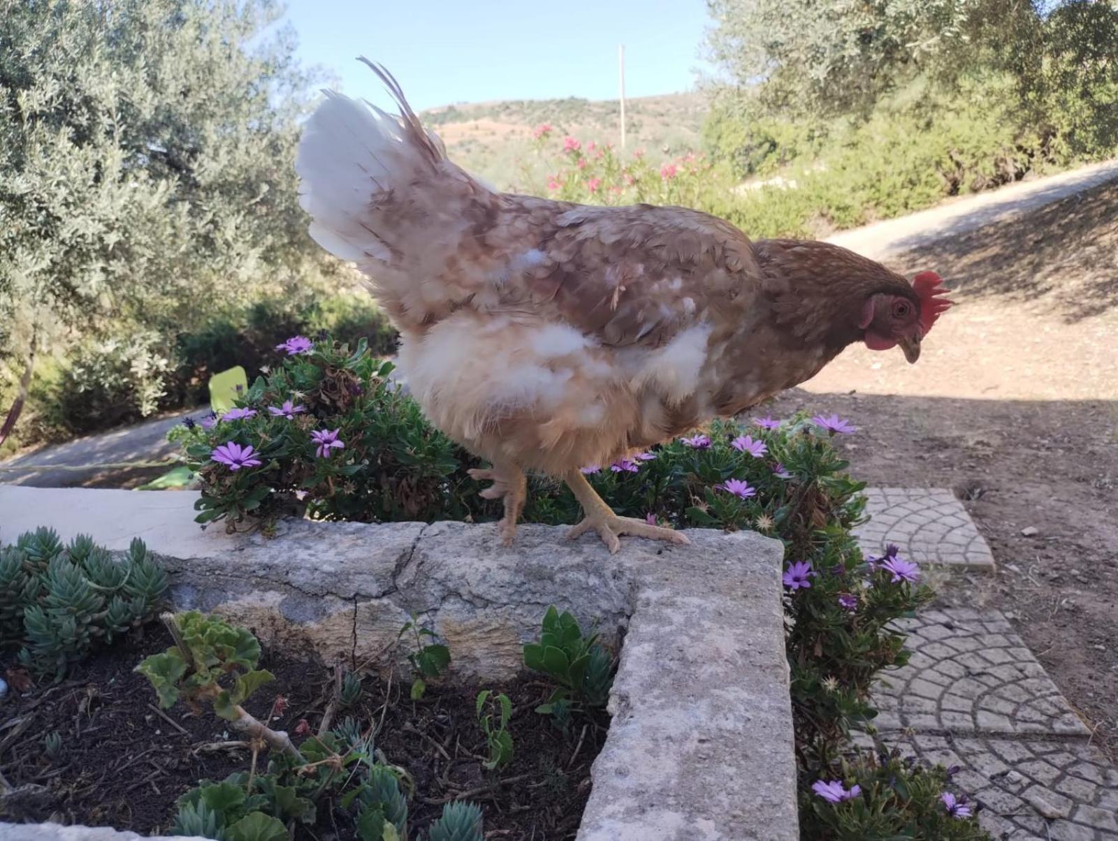 Ronnavona Casa Vacanze B&B Chiaramonte Gulfi Luaran gambar